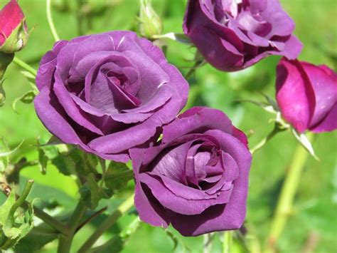 Image result for Flower Digram Using Turtle Python