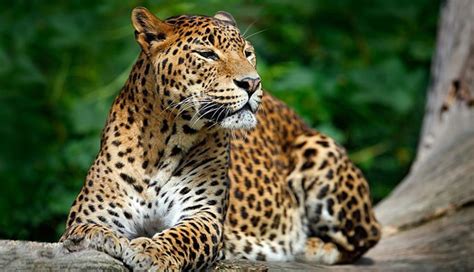 5 Species of Nocturnal Animals in India - lifeberrys.com