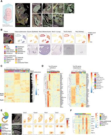 Spatial Transcriptome Mouse Embryo Development 的图像结果