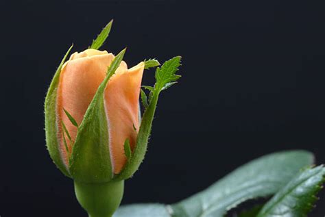 Image result for Rosebud Side View