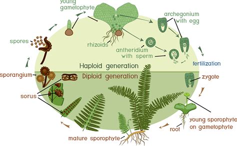 Image result for Fern Reproduction Cycle