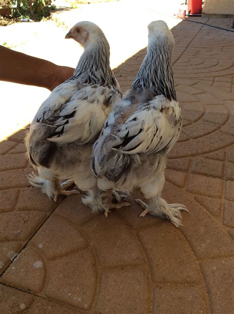 2 Light brahmas hen or rooster? | BackYard Chickens - Learn How to ...