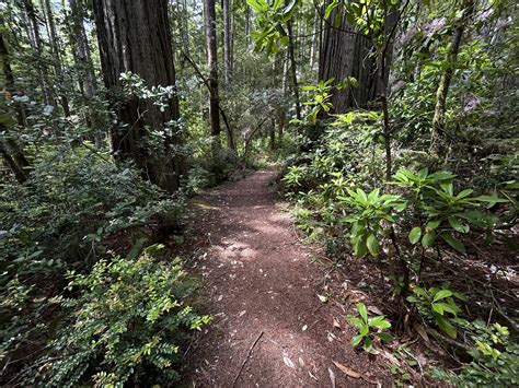 Hiking the Oregon Redwoods Trail on the Oregon Coast — noahawaii
