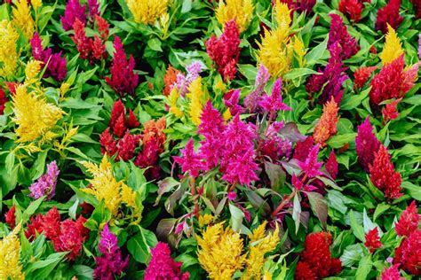 Is Celosia a Perennial? | TN Nursery