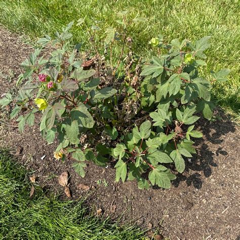 Image result for Hibiscus Plant Root System