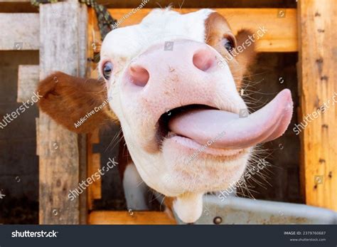 Funny Cow Face Do You Even Lift