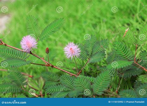 Mimosa Pudica Flower of Shy Plant. Stock Photo - Image of leguminosae ...
