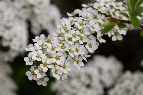 Bird Cherry Branch with White Flowers - Latin Name - Prunus Padus Stock ...