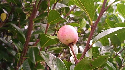 Cocoplum Fruit Plants (Chrysobalanus Icaco) – veliyathgardens