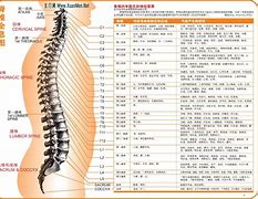 脊柱 的图像结果
