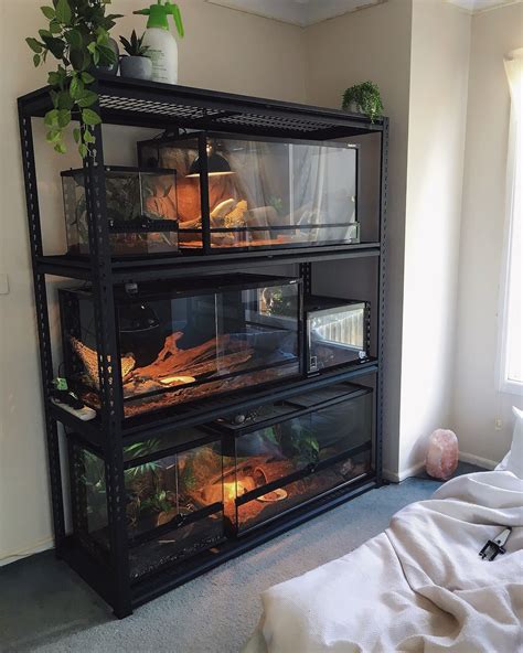 reptile rack setup | Animal room, Snake terrarium, Reptiles