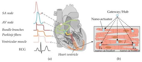 Theoretical Aspects of Resting-State Cardiomyocyte Communication for ...