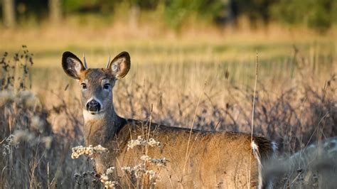 Wisconsin gun deer hunting season opening date, regulations, licenses