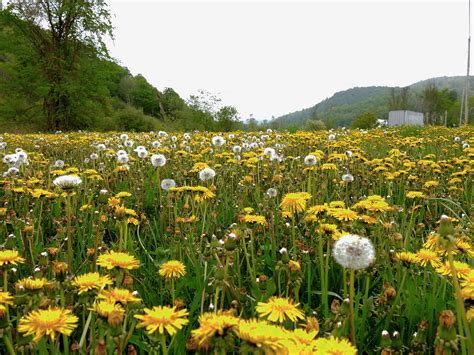 Free Stock Photo 12046 dandelion field 2 | freeimageslive