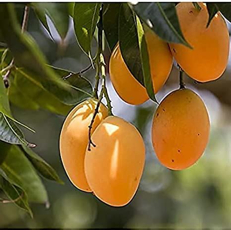 Oxygreenplant Amrapali Mango Mangifera Indica Amba King Of Fruits ...