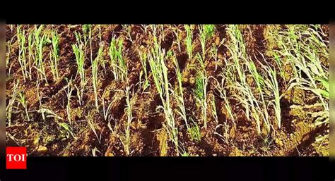 Delay in interim drought relief angers farmers | Bengaluru News - Times ...