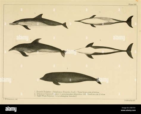 The marine mammals of the north-western coast of North America, New York, J.H. Carmany, 1874 ...