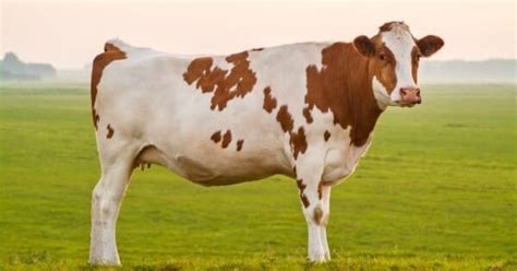 Do Male Cows Have Udders? 6 Interesting Facts About Cows - A-Z Animals