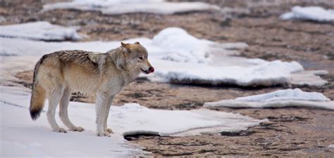 Image result for Wolves System in Yellowstone