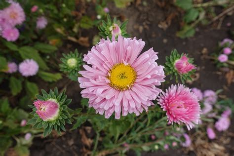 Plum Red China Aster Callistephus chinensis Flower Seeds for vibrant g ...