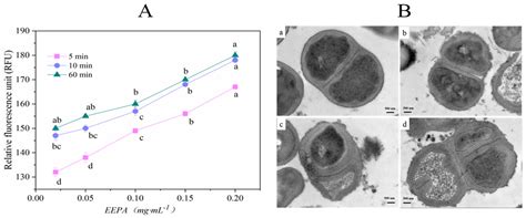 Metabolomic Profile and Antibacterial Bioactivity of Akebia trifoliata ...