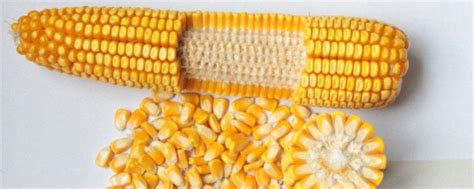 鑫白玉8号（区试名称：金白玉8号）玉米种子介绍，亩密度3000~3500株 - 农宝通