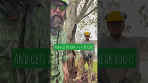 Deep Root Tree Gun 的图像结果