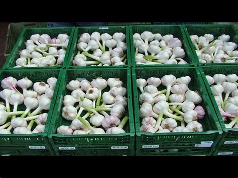 Garlic processing Technology -Automatic Garlic Clove Production Line ...