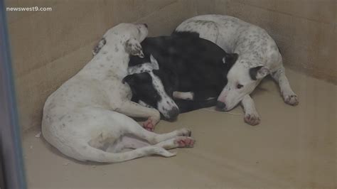 Fix West Texas helping to clear Midland animal shelter | newswest9.com
