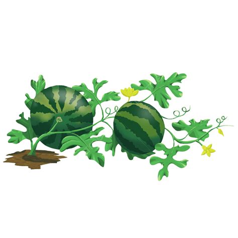 Watermelon Plant With Flowers Clipart 10 Free Cliparts