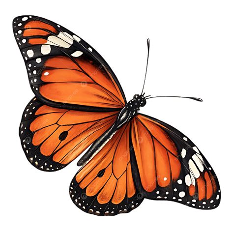 A Orange Color Butterfly With Black Spot On It, Butterfly, Orange, Colorful Butterfly PNG ...