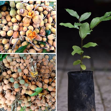Preah Dak Seedling Fruit Plant (Home & Garden Plants) – Hug A Plant