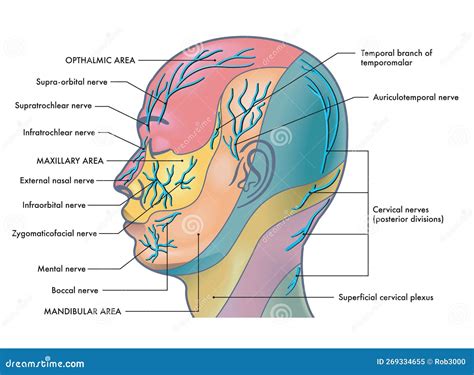 Nerves in human head stock vector. Illustration of nervous - 269334655