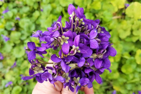 Wild Food: Violets - Wild Walks Southwest