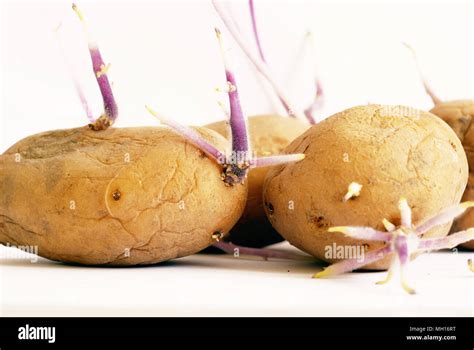 Image result for Vegetative Reproduction Potato