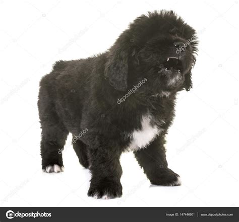 White Tibetan Mastiff Angry