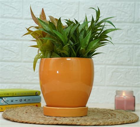 Gold Dust Ceramic Pots For Plants , Pots And Planters, Planters For ...