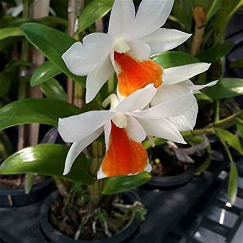 Kamal Nursery Orange dendrobium Plant : Amazon.in: Garden & Outdoors