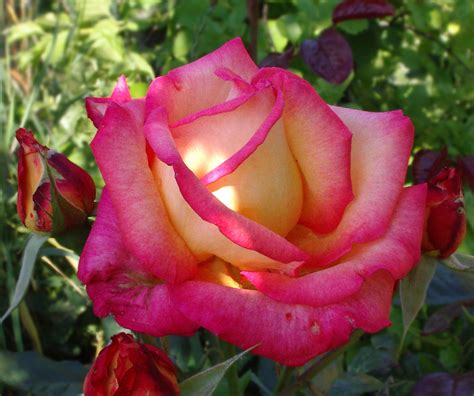 Romantic Flowers: Rose Flower