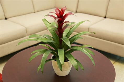 Buy Costa Farms Flowering Bromeliad, Guzmania in Premium Scheurich ...