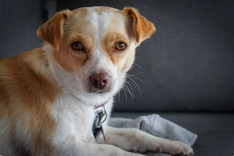 Chihuahua Terrier Mix Care: 8 Key Tips for Owners