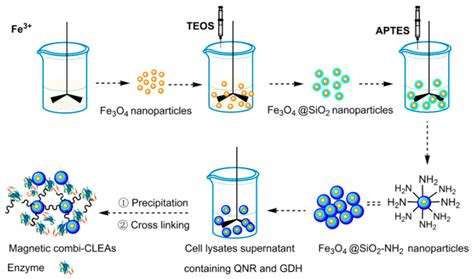 Magnetic Combined Cross-Linked Enzyme Aggregates of Ketoreductase and ...
