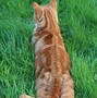 Image result for What Is the Cutest Cat
