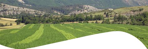 Seed production at Strube | Production