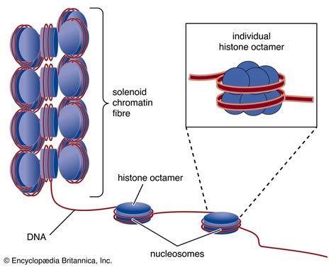 Nucleosome | biology | Britannica