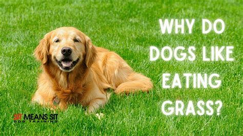 Why Do Dogs Like Eating Grass? | Sit Means Sit Frederick