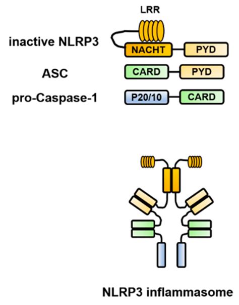 Contradictory Effects of NLRP3 Inflammasome Regulatory Mechanisms in ...