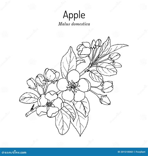 Blossoming Apple Tree Branch Malus Domestica , State Flower of Michigan ...
