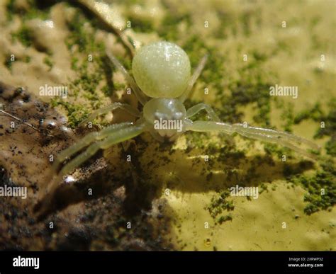 American Green Crab Spider (Misumessus oblongus) Arachnida Stock Photo ...
