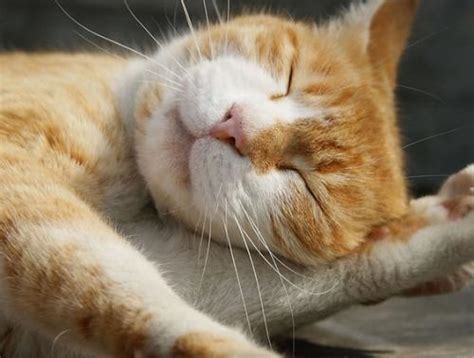 梦到好多猫是什么预兆 梦到很多猫的寓意_知秀网